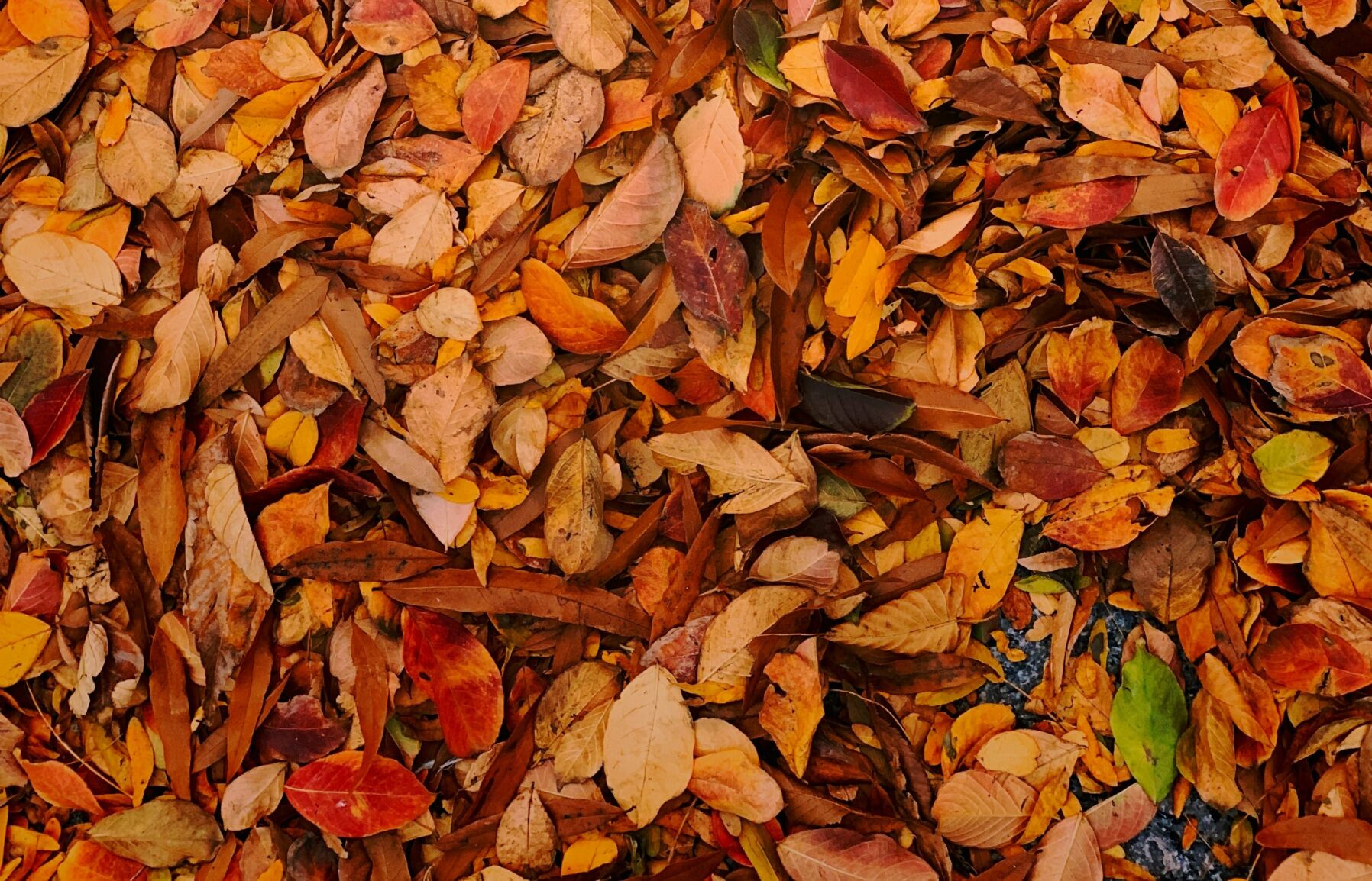Leaves